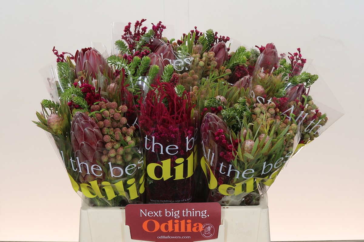 Protea Bouquet Per Bunch 40cm
