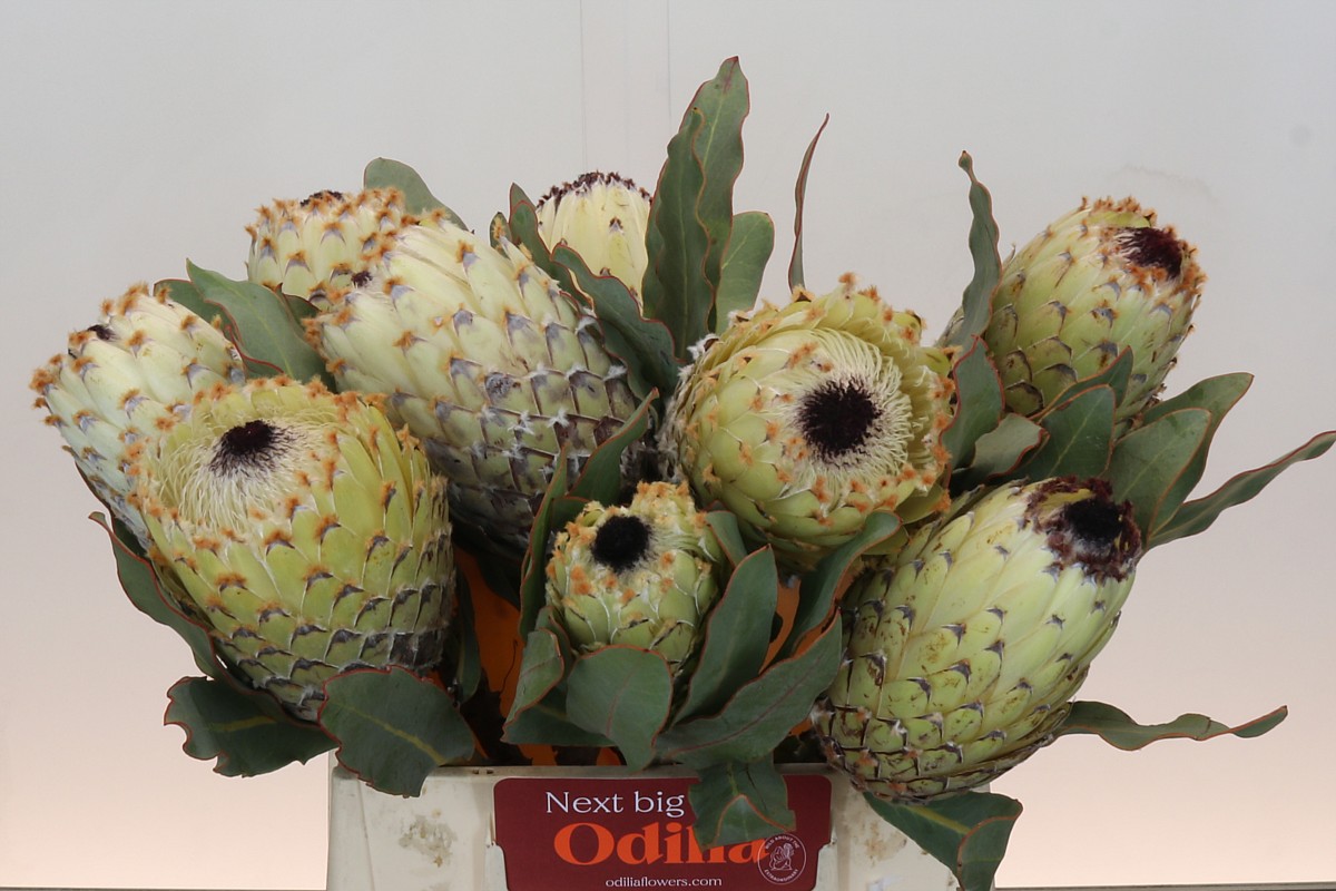 Protea Barbigera Ice Queen 40cm