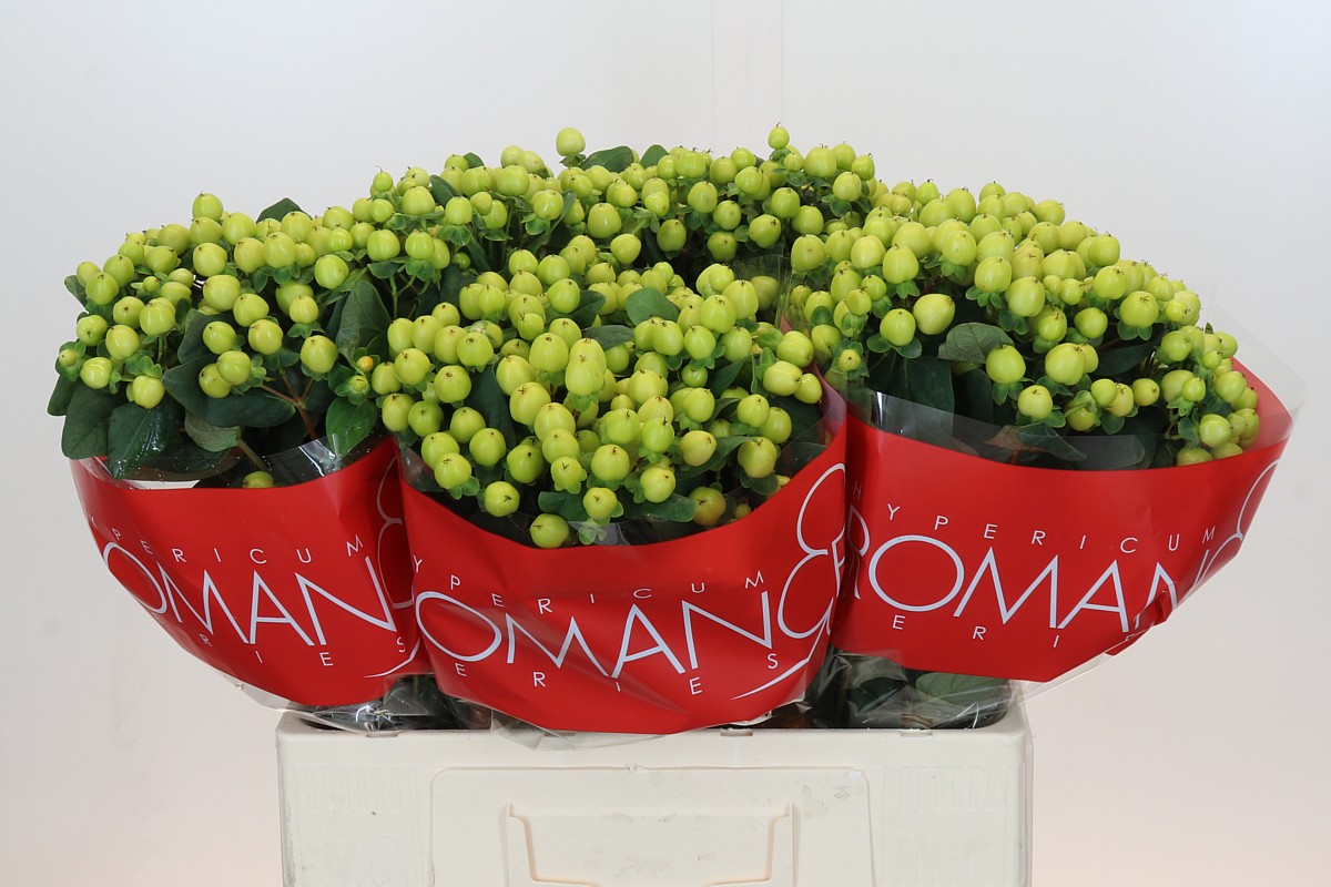 Hypericum Smiley Romance | Coloríginz, image size:1200x800