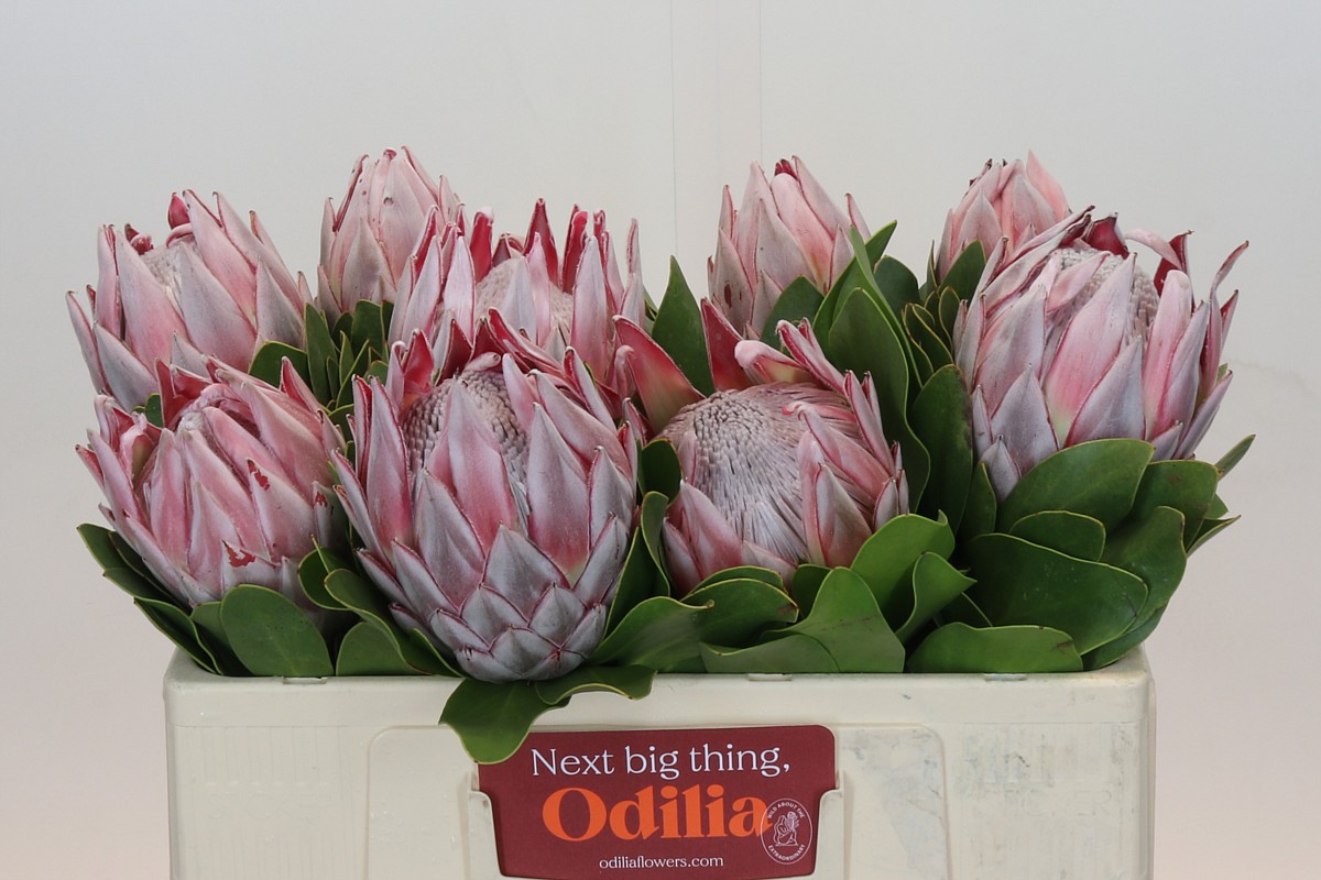Protea Cynaroides