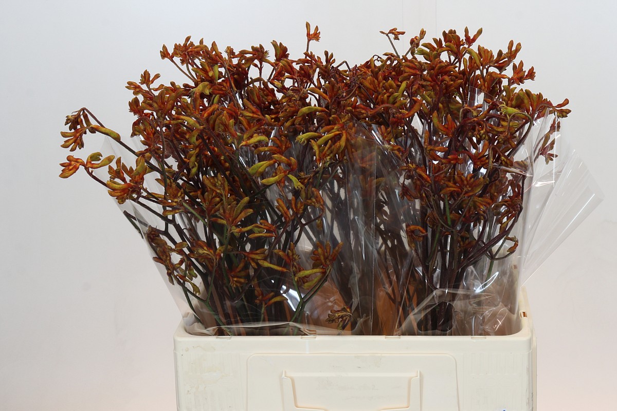 Anigozanthos Bush Sunset 60cm