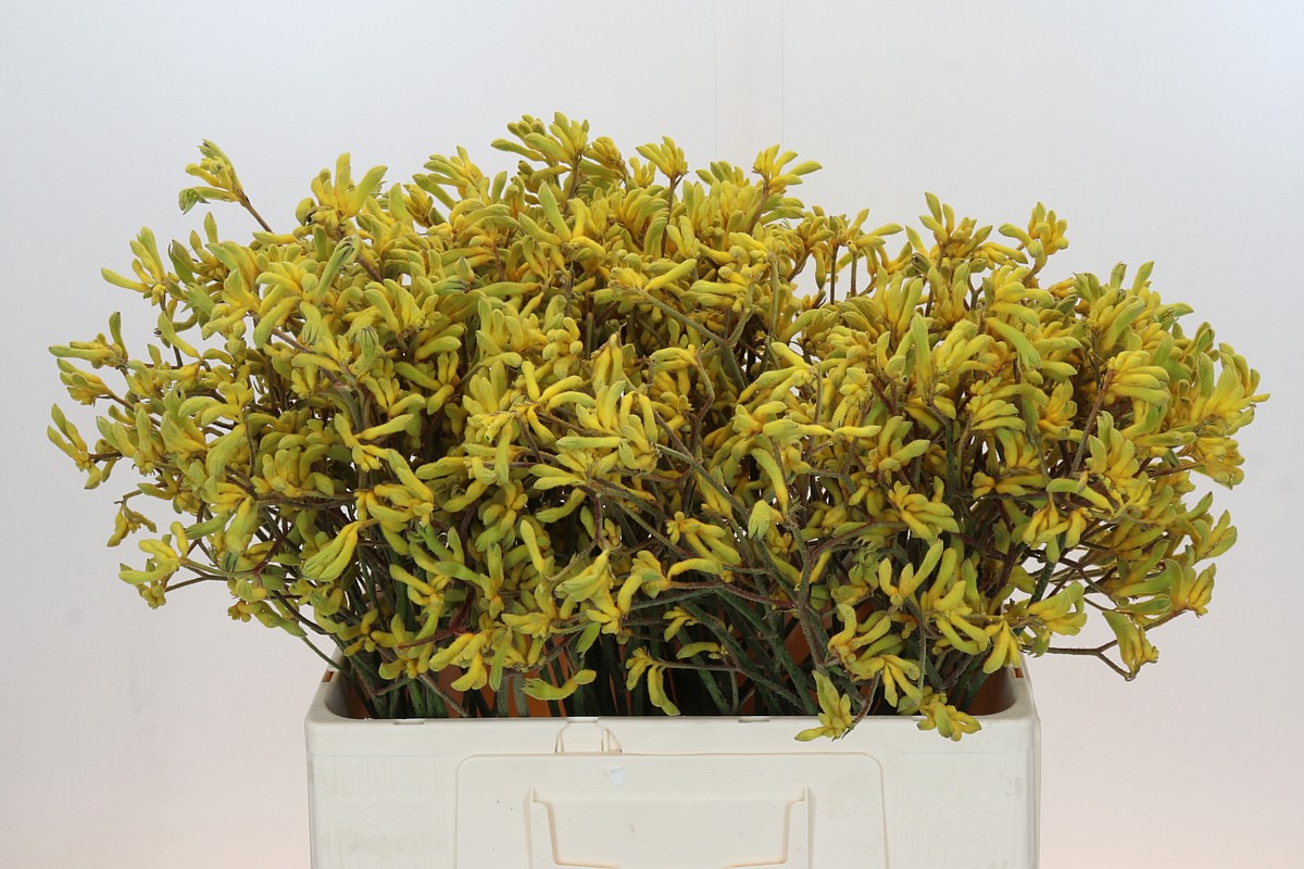 Anigozanthos Bush Down 60cm