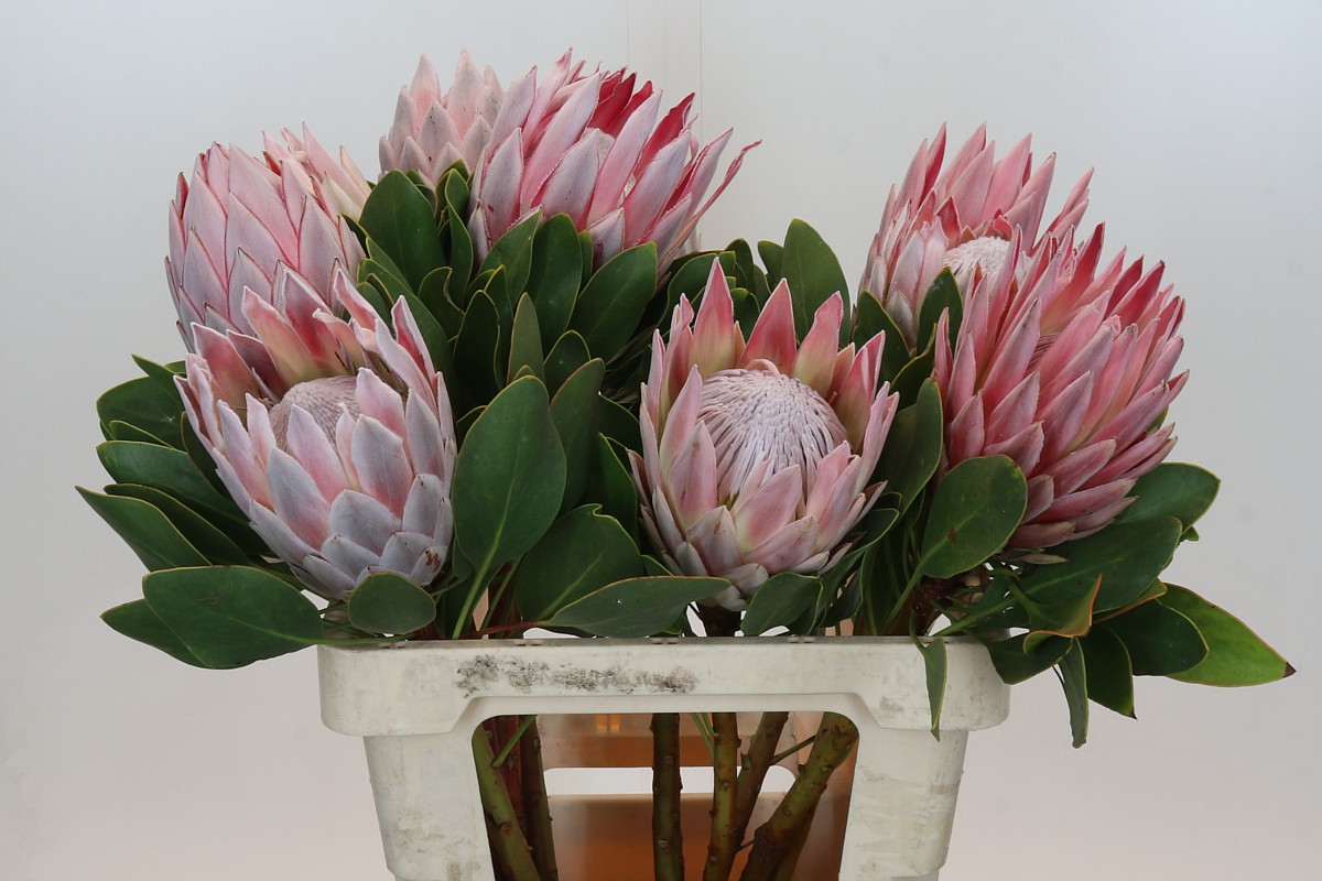 Protea Cynaroides 60cm