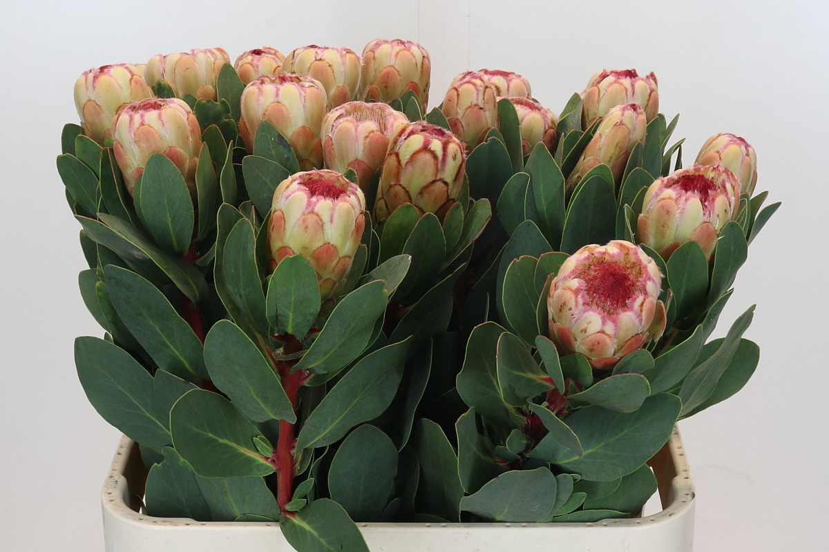 Protea Grandicolor 80cm