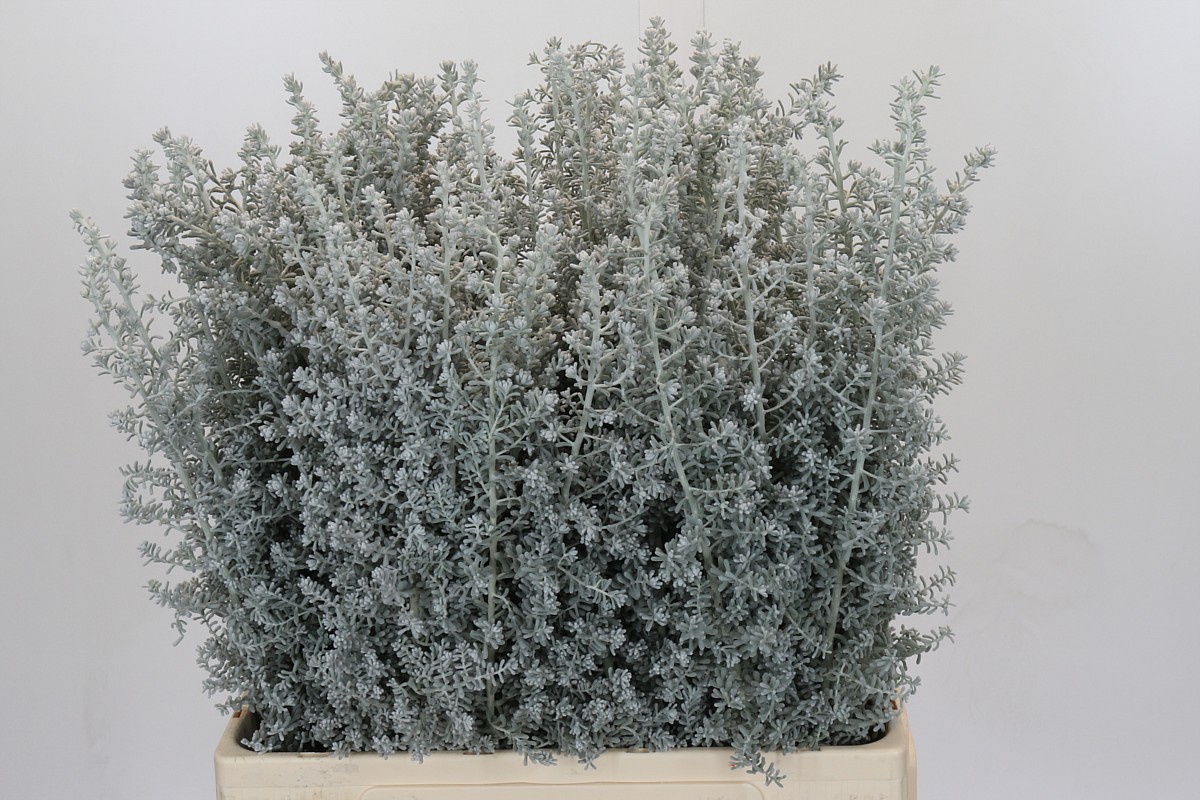 Kochia Scoparia 70cm