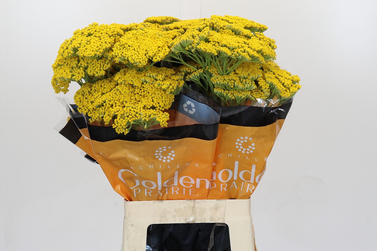 Achillea Golden Prairi