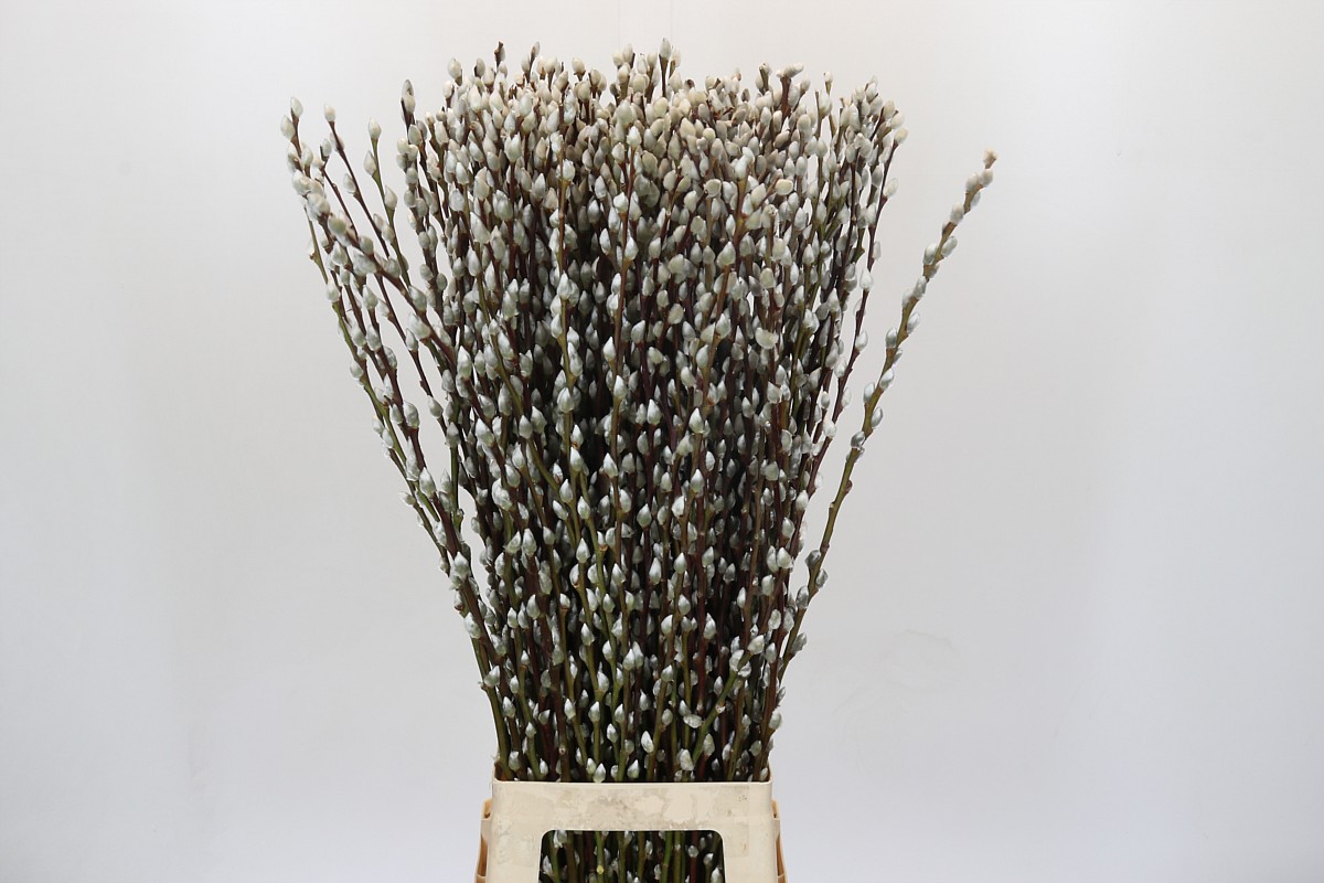 Salix Ca Snow Flake 90cm