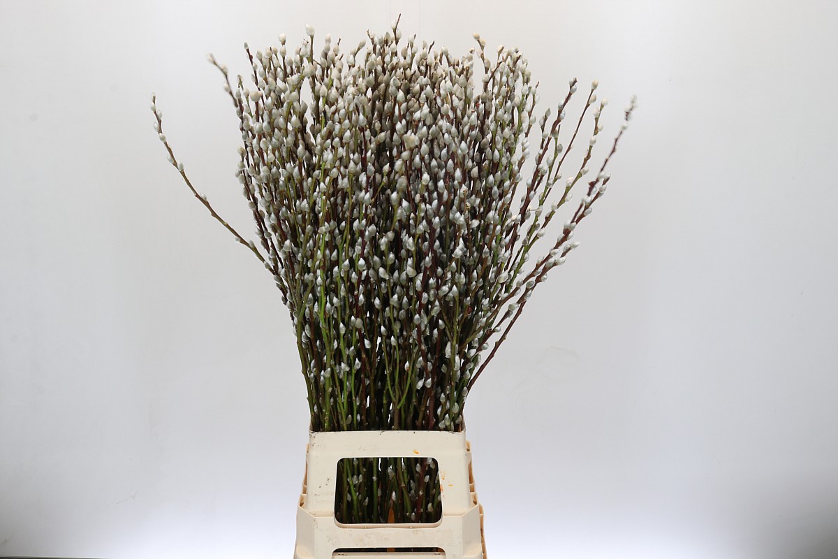 Salix Ca Snow Flake 90cm