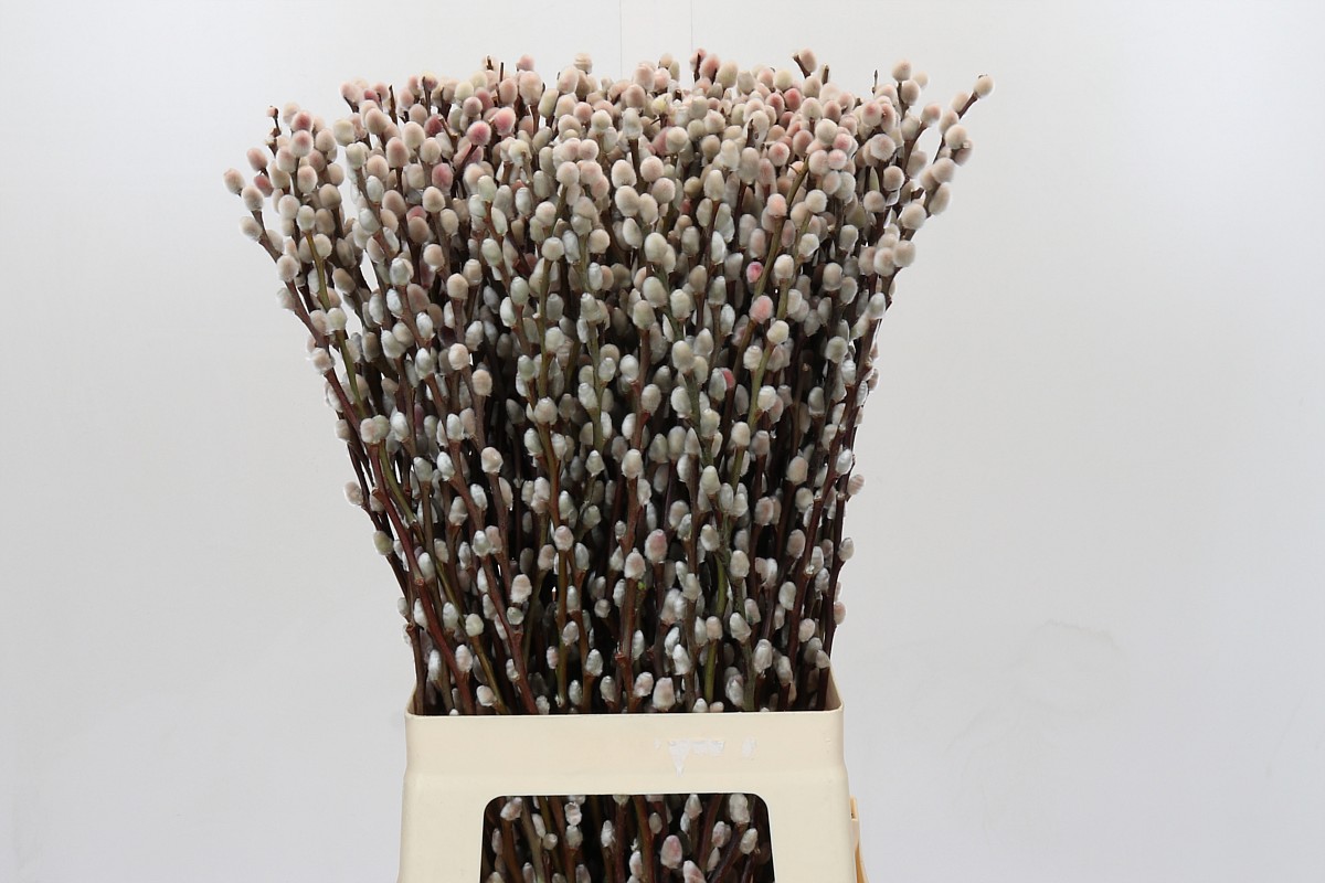 Salix Pussy Willow Orange 70cm