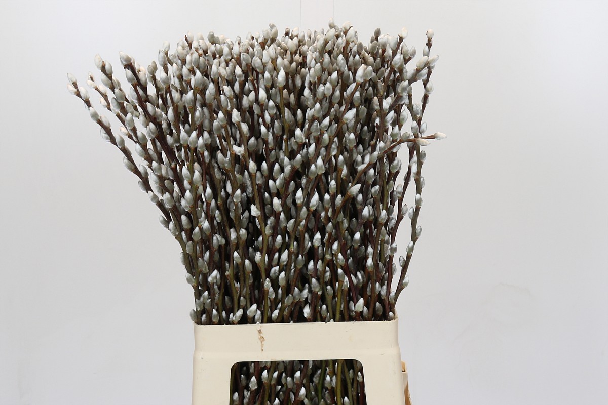 Salix Ca Snow Flake 70cm