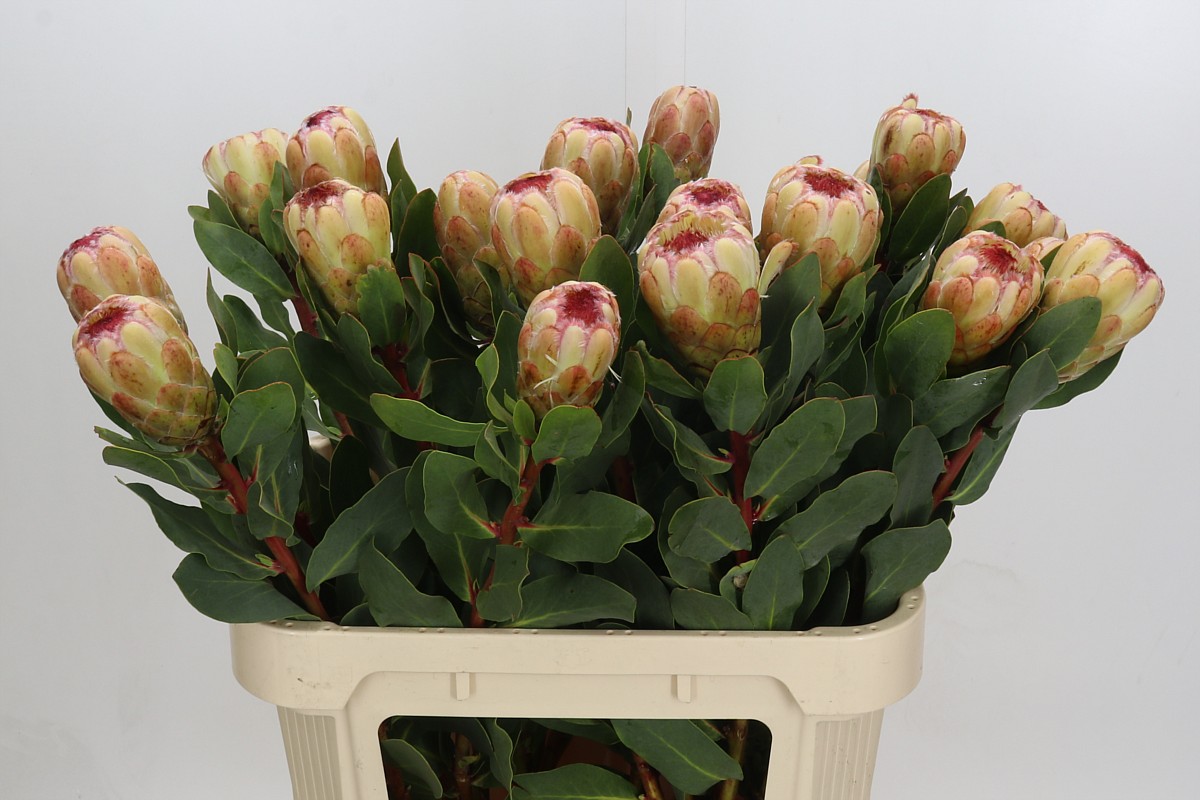 Protea Grandicolor 80cm