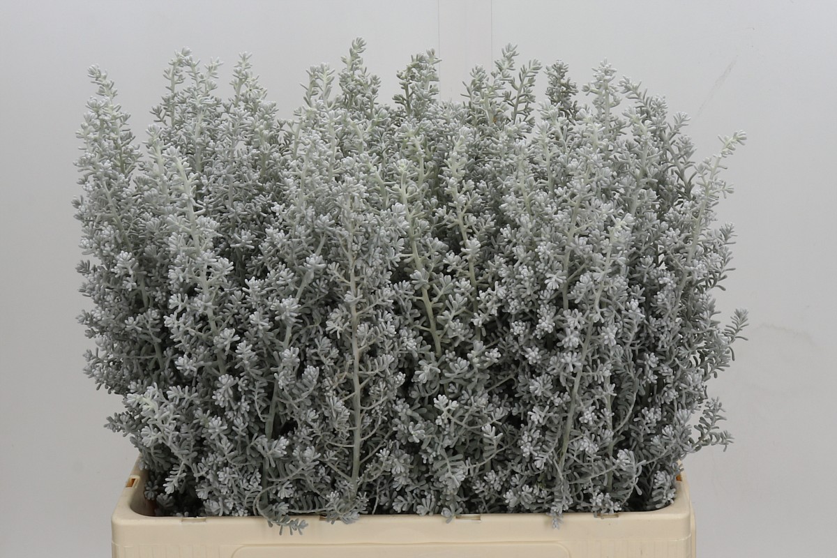 Kochia Scoparia 60cm