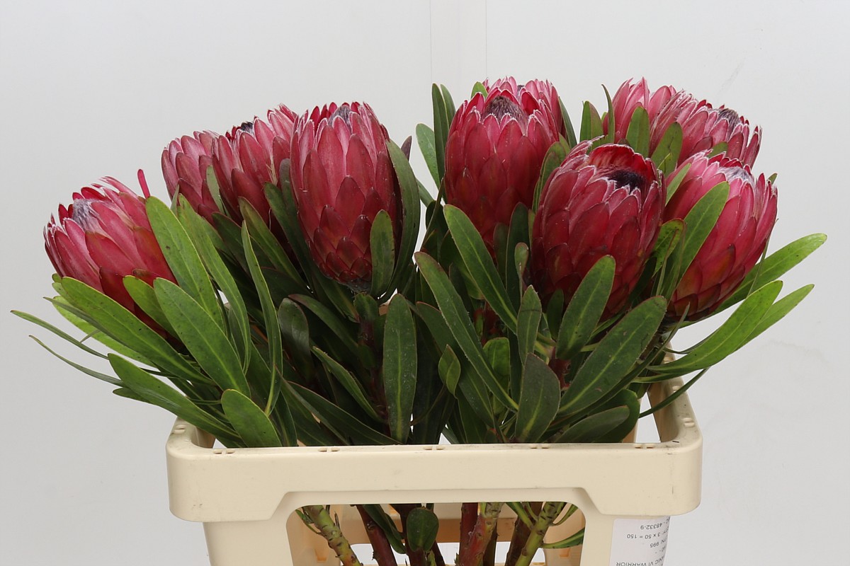 Protea Red Ice 60cm
