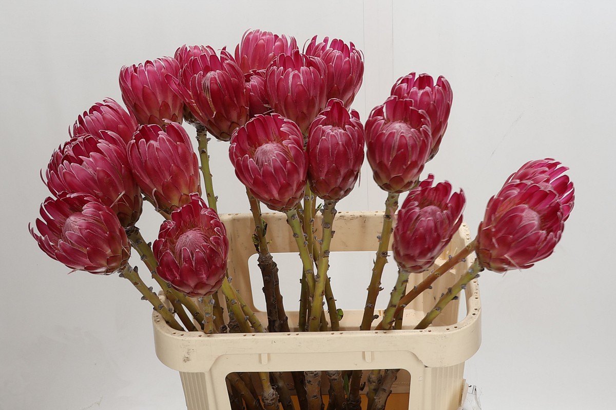 Protea Brenda 80cm