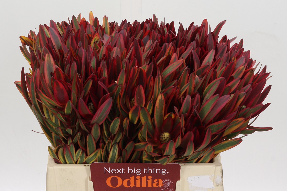 Leucadendron Jester 40cm