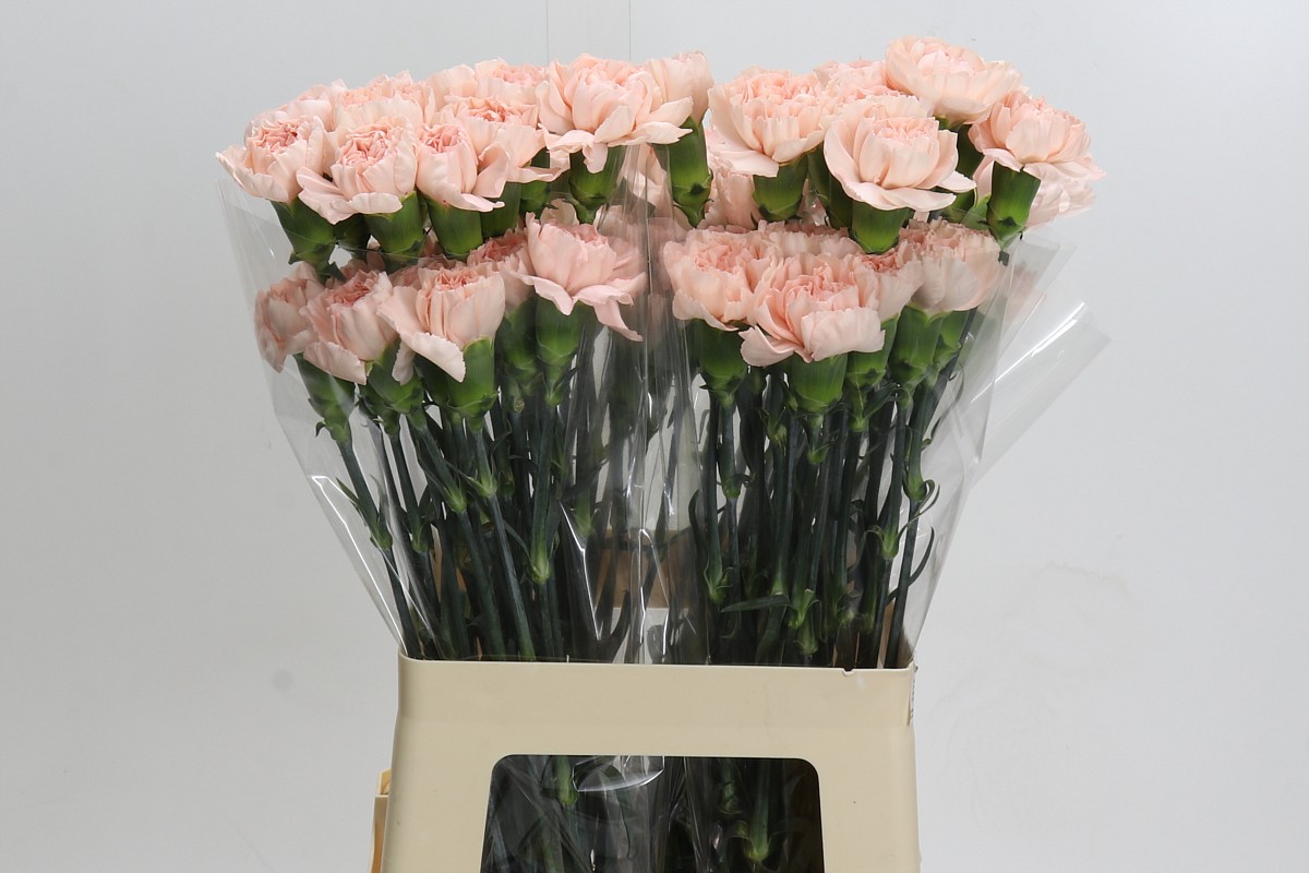 Dianthus St 60cm