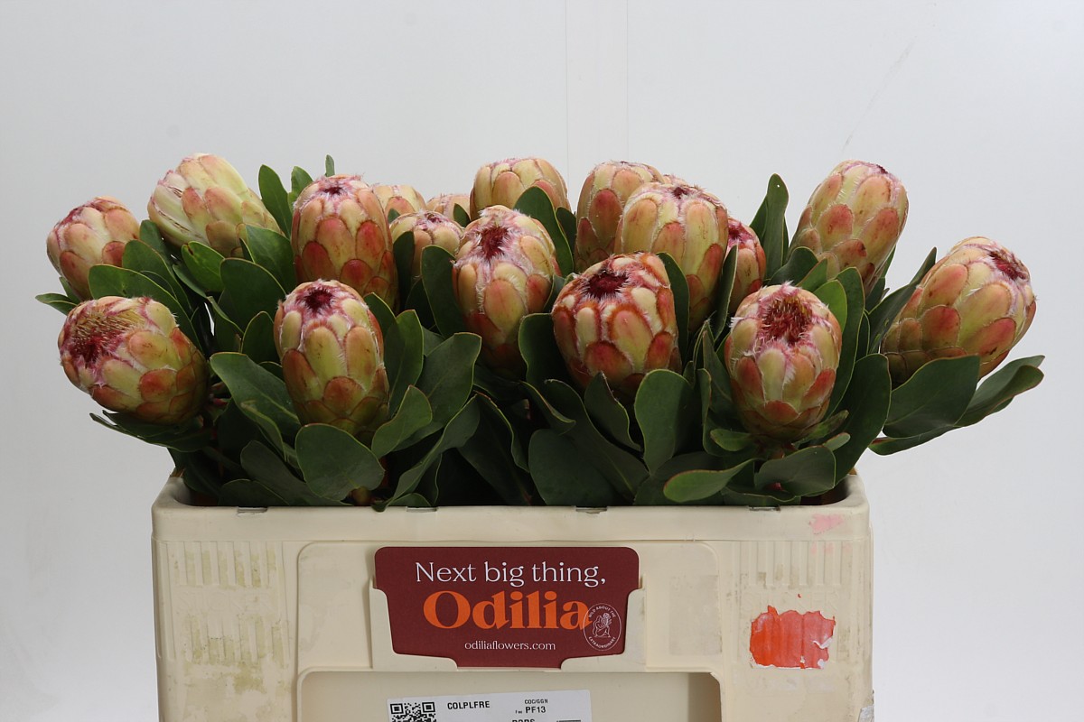 Protea Grandicolor 50cm
