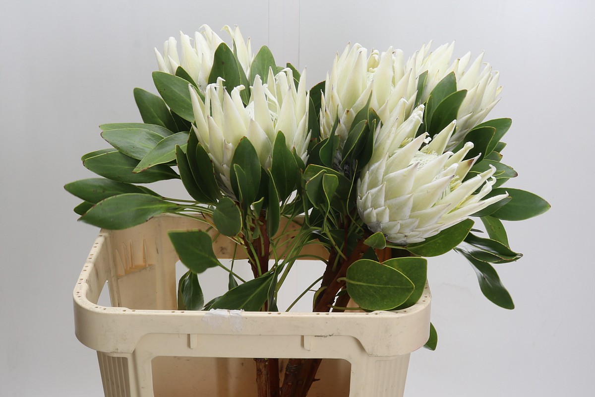 Protea Cy Arctic Ice 80cm