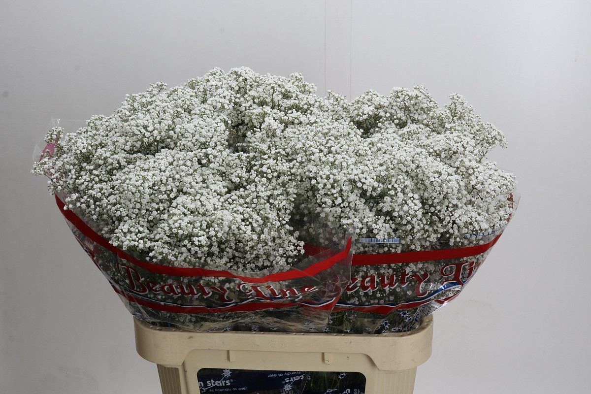 Gypsophila Million Stars 80cm 17gram