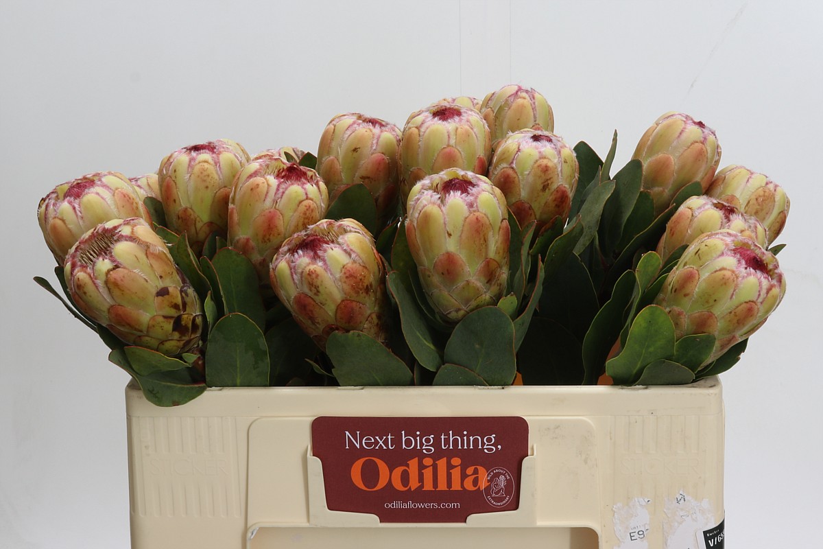 Protea Grandicolor 50cm