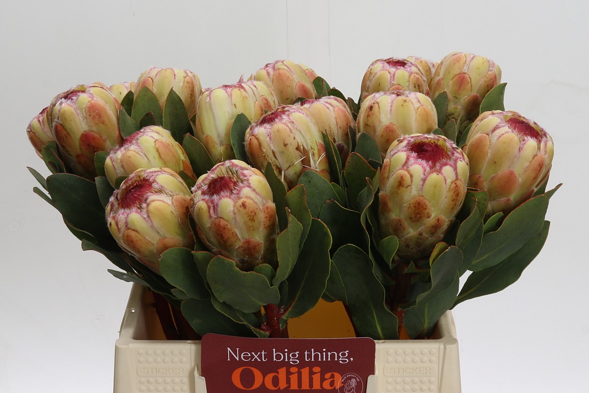 Protea Grandicolor 40cm