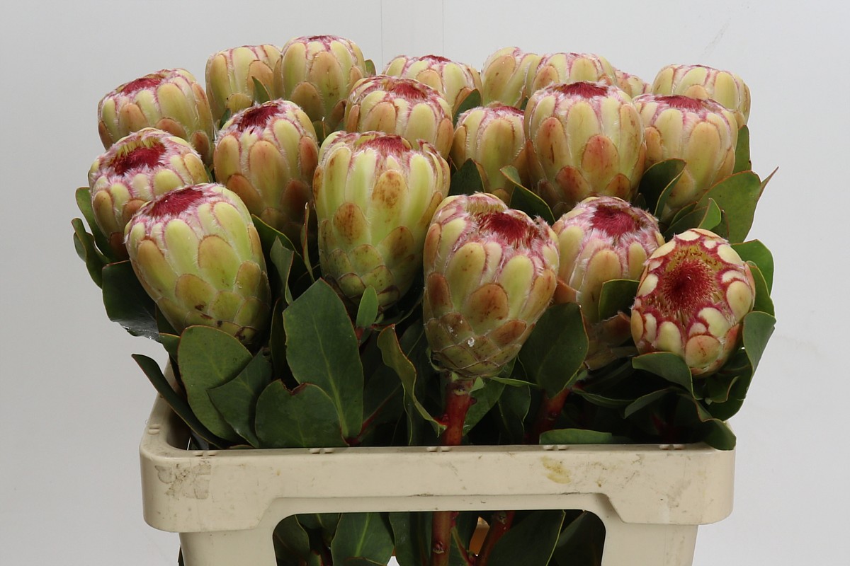Protea Grandicolor 60cm