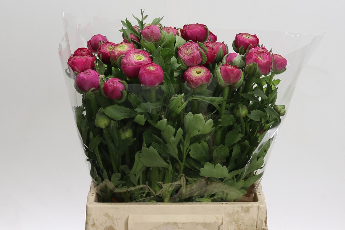 Deep Indigo Ranunculus Ranunculus Aazur Deep Rose | Coloríginz