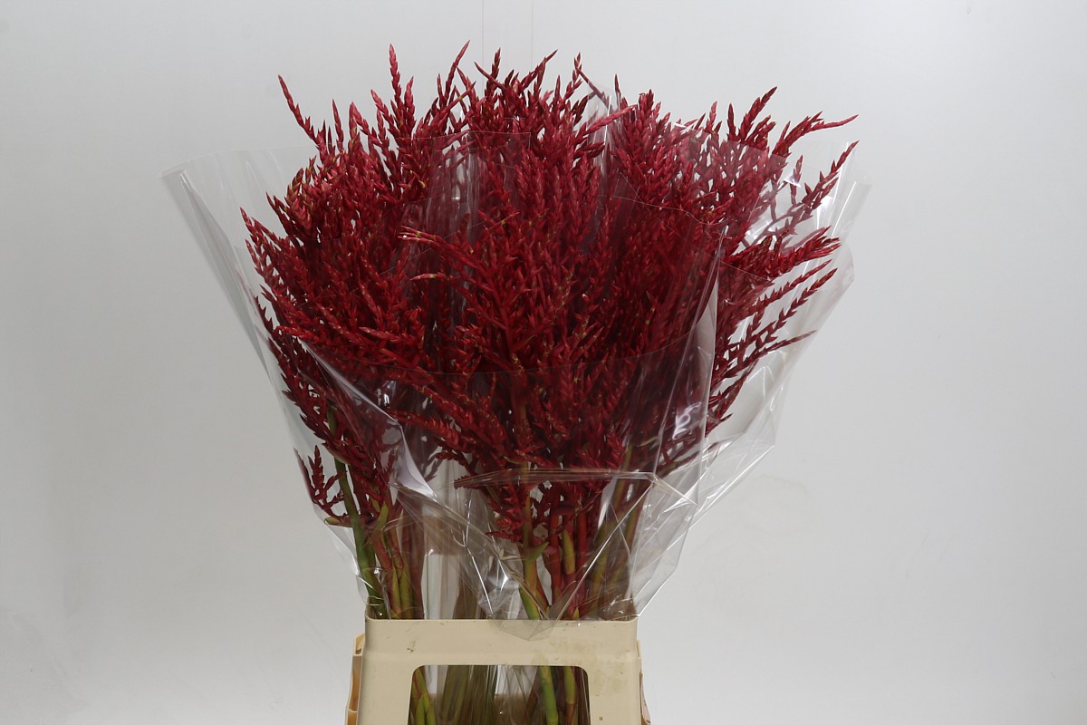 Bromelia Cut Flower 80cm