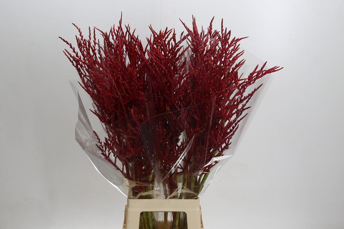 Bromeliabloem