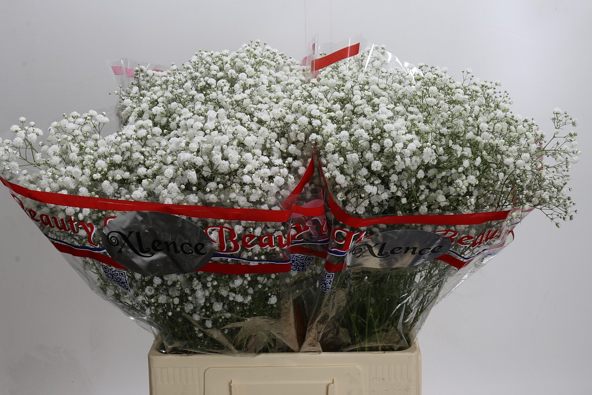 Gypsophila Xlence White 70cm 18gram