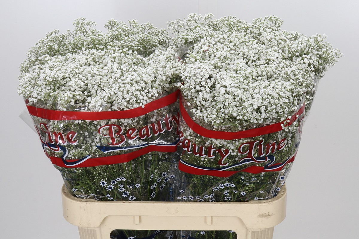 Gypsophila Million Stars 80cm 16gram