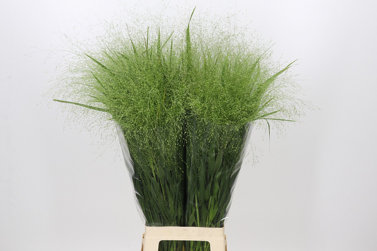 Panicum Fountain 80cm