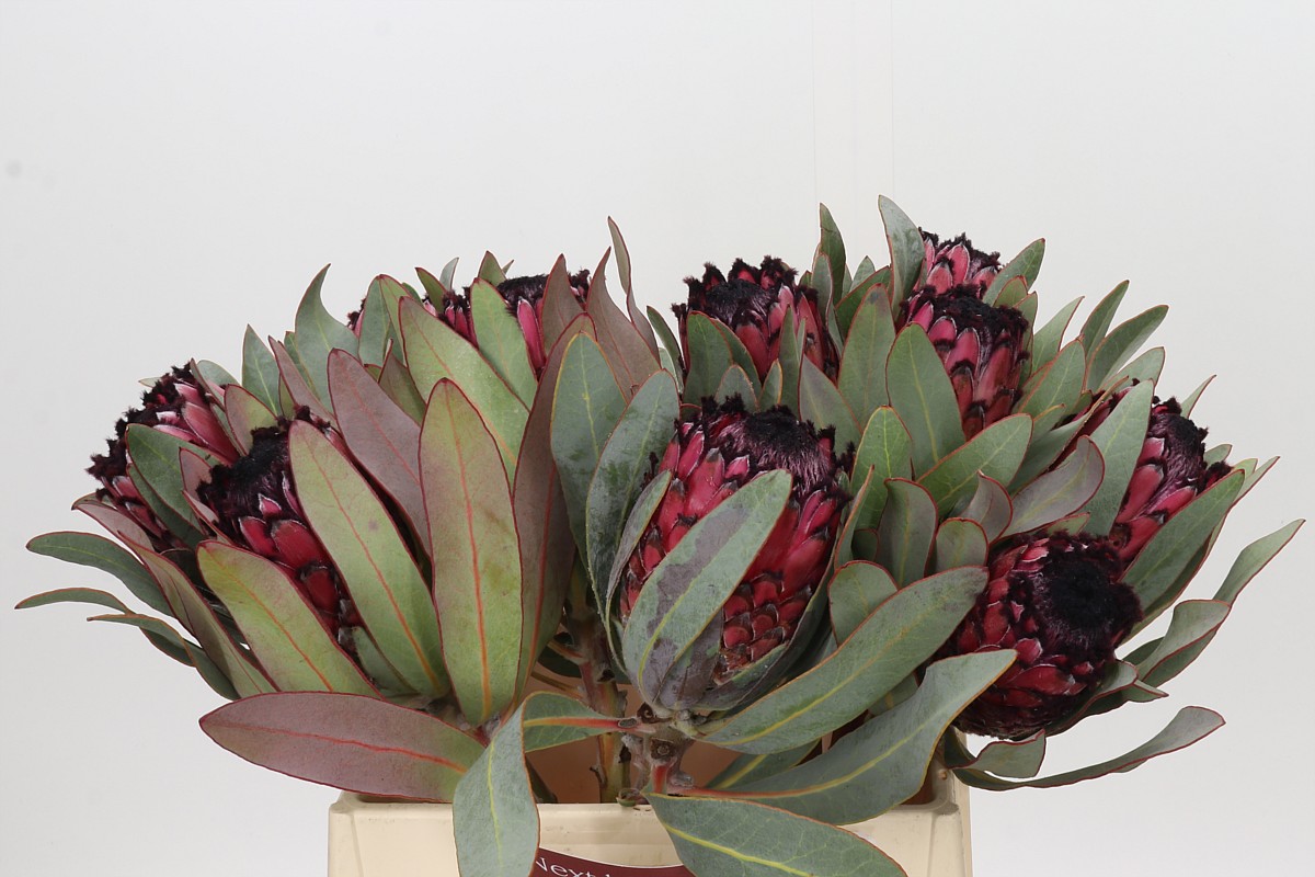 Protea Ba Red Beauty 40cm