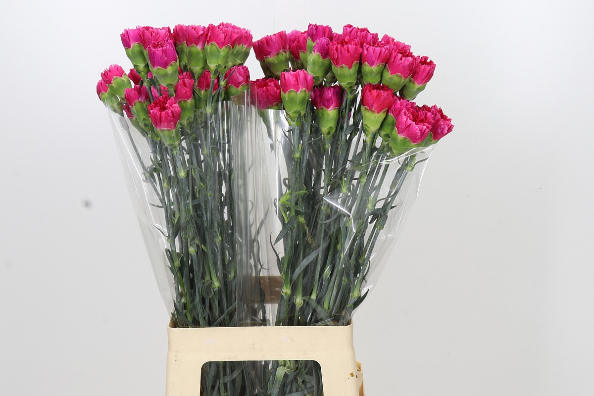 Dianthus St Bizet 70cm