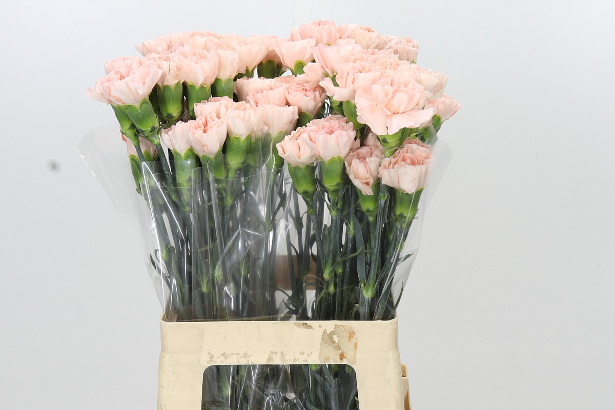 Dianthus St 70cm
