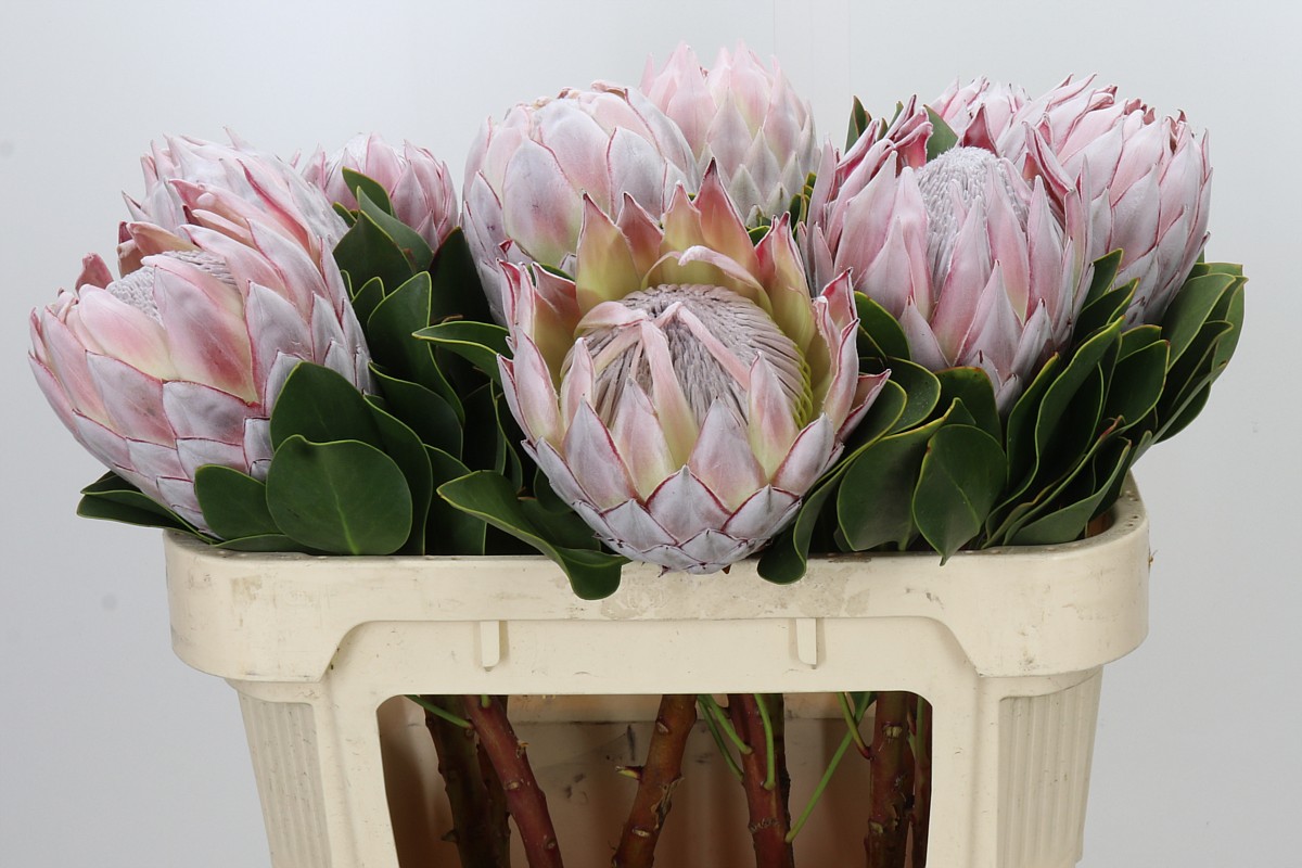Protea Cynaroides 70cm