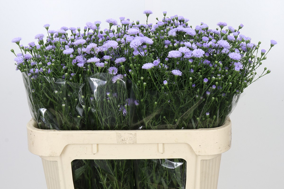 Aster Baby Blue 70cm 15gram