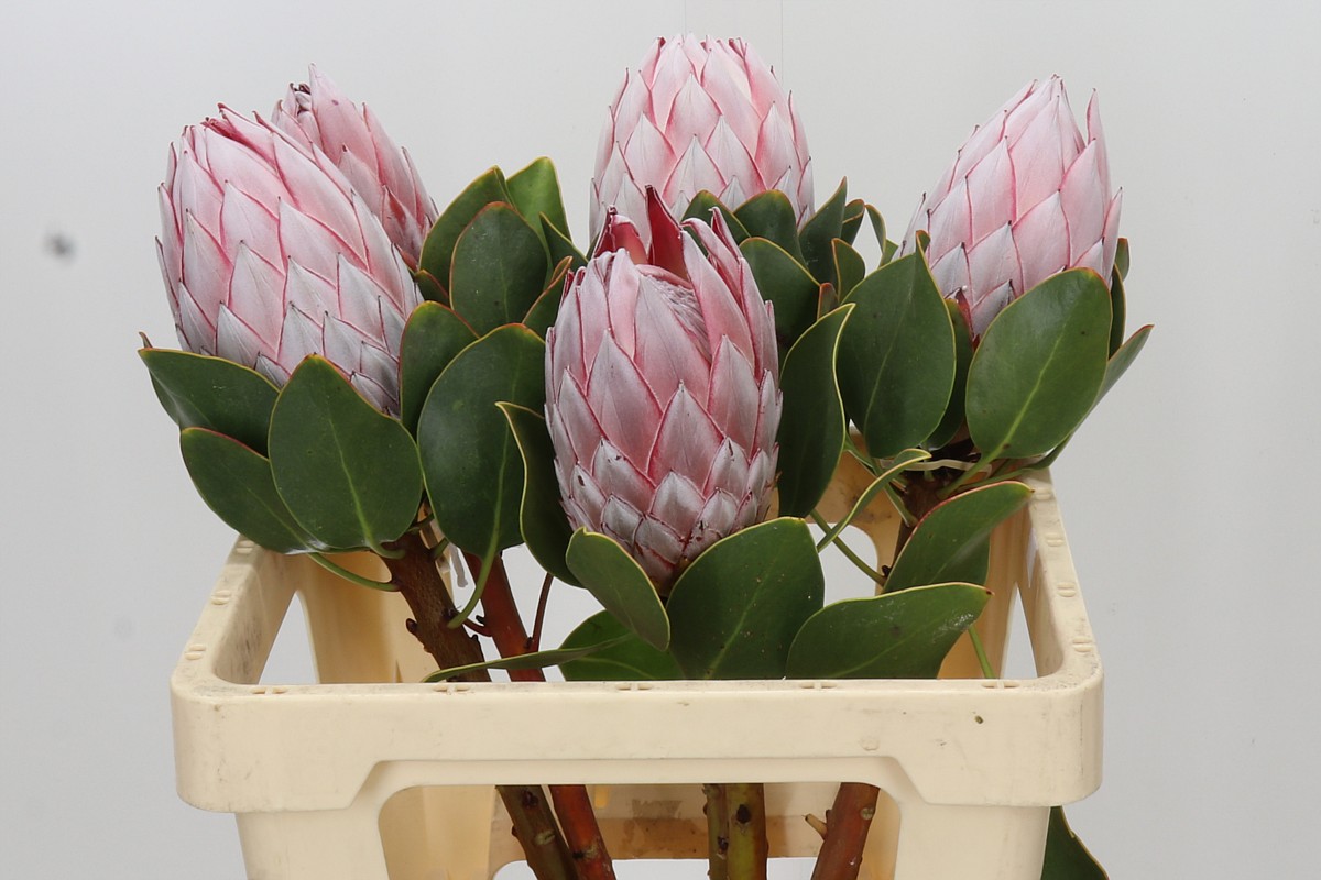 Protea Cynaroides 60cm