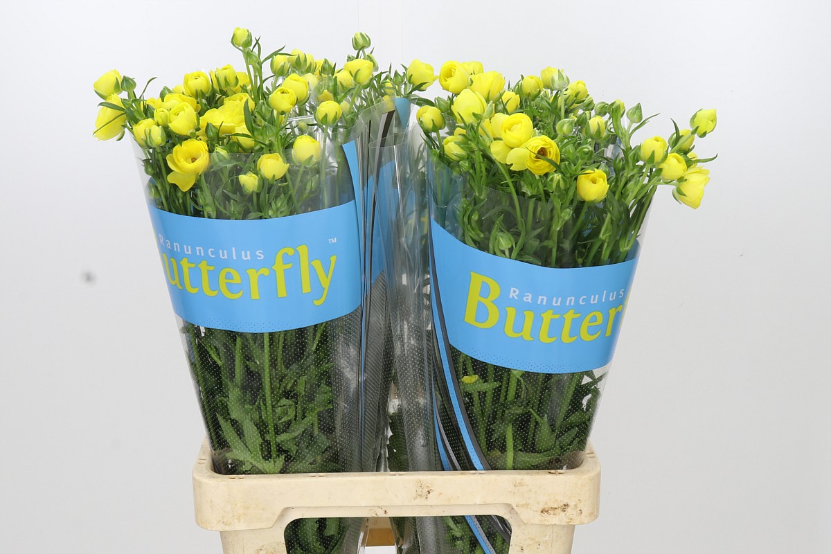 Ranunculus Butterfly Phytalo 70cm