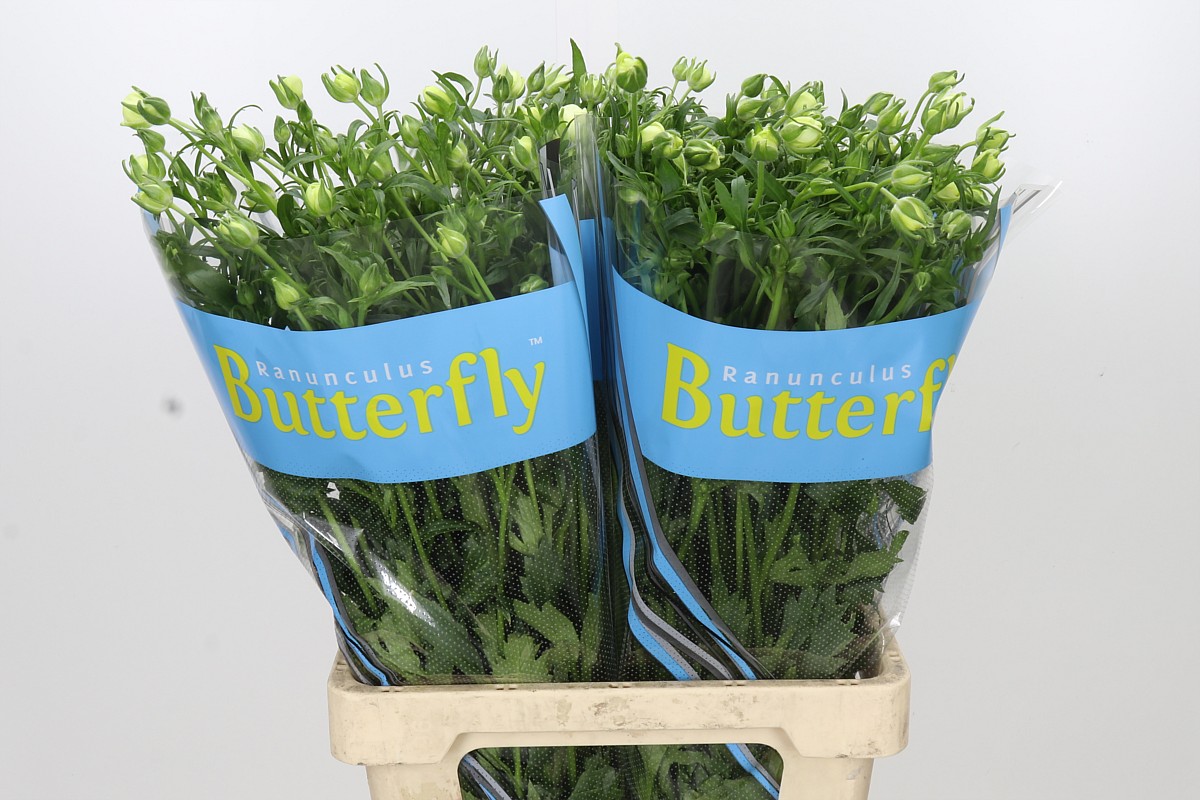 Ranunculus Butterfly Litai 70cm