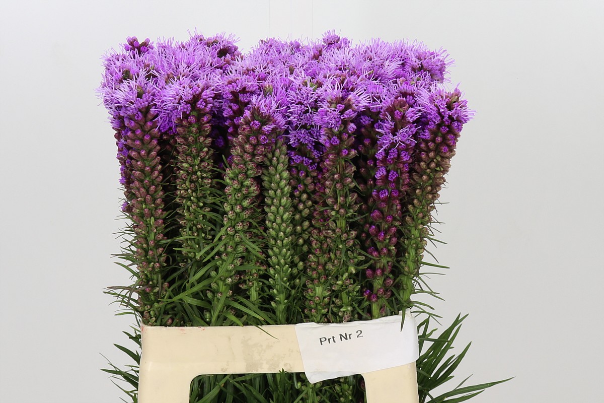 Liatris Spicata