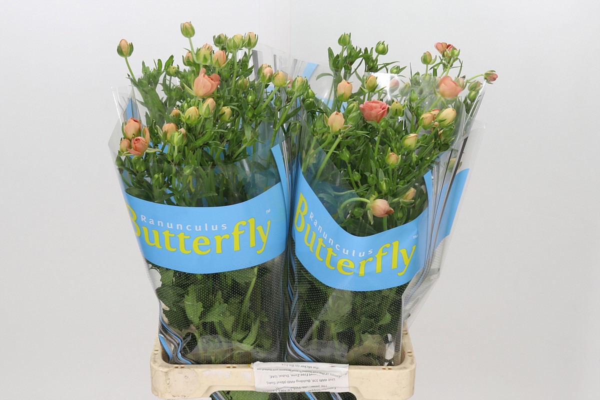 Ranunculus Butterfly Eris 70cm