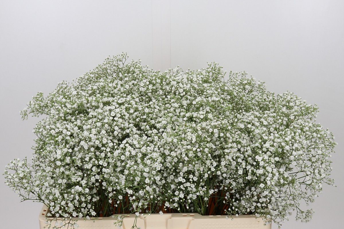 Gypsophila Tyree 50cm 7gram