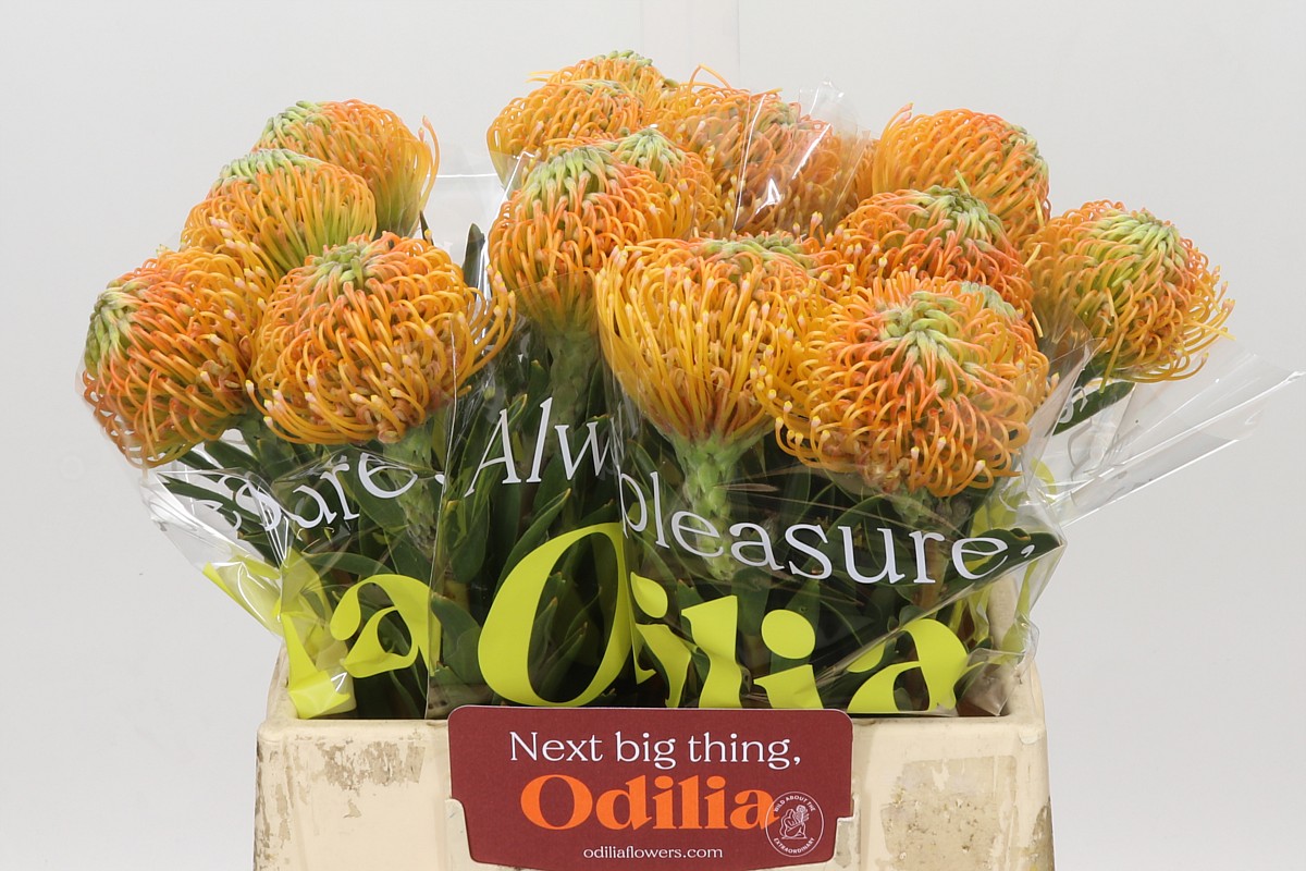 Leuco Ayoba Peach