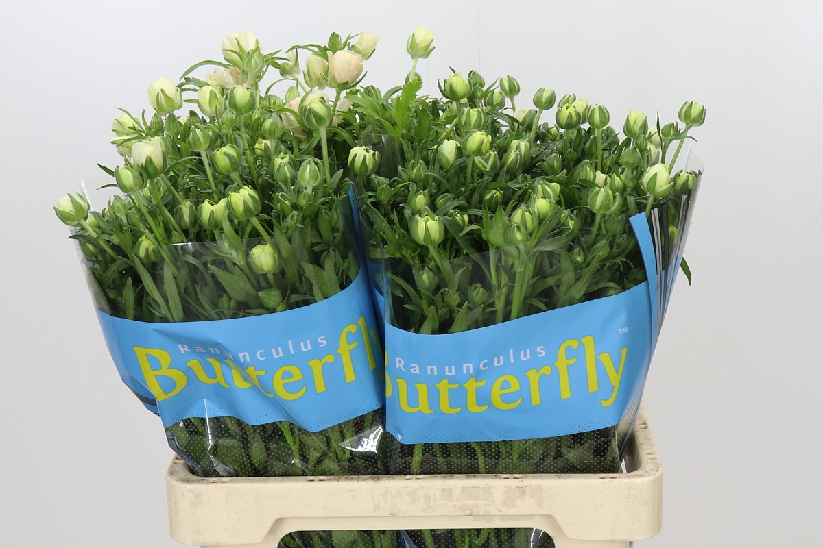 Ranunculus Butterfly Keramo 60cm