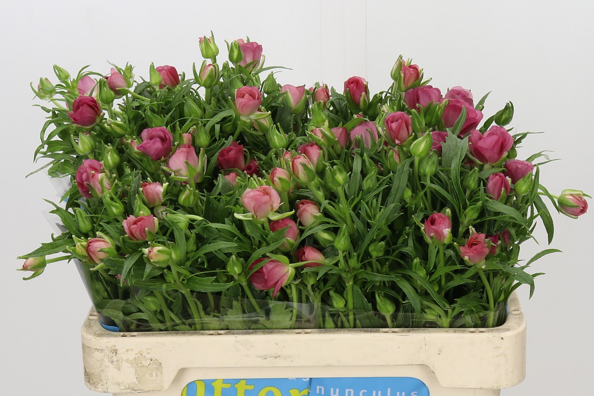 Ranunculus Butterfly Lycia 50cm