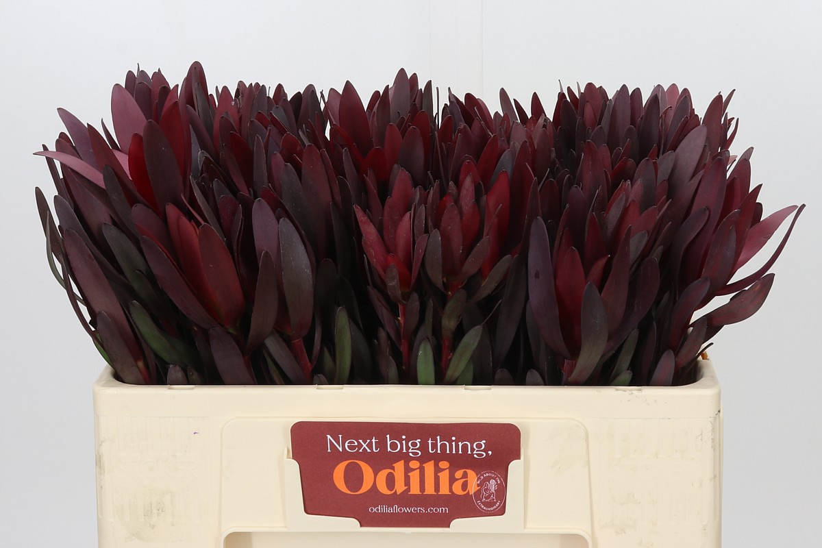 Leucadendron Safari Sunset 50cm