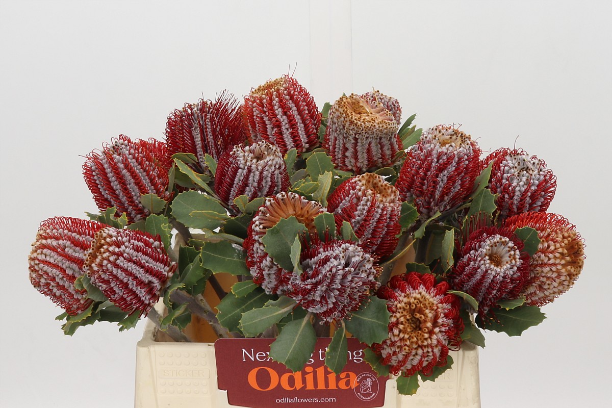 Banksia Coccinea 40cm
