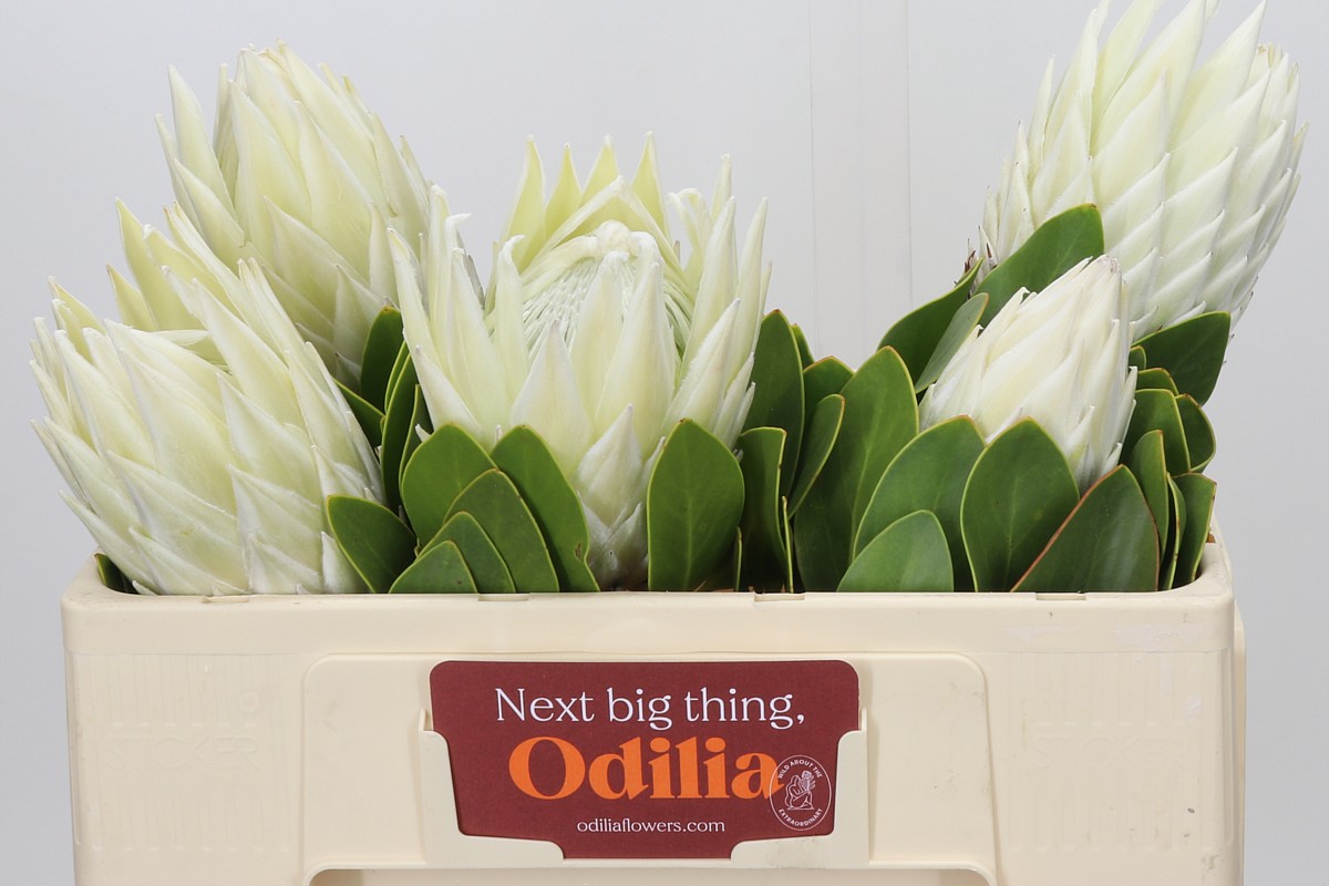 Protea Cy Arctic Ice 50cm