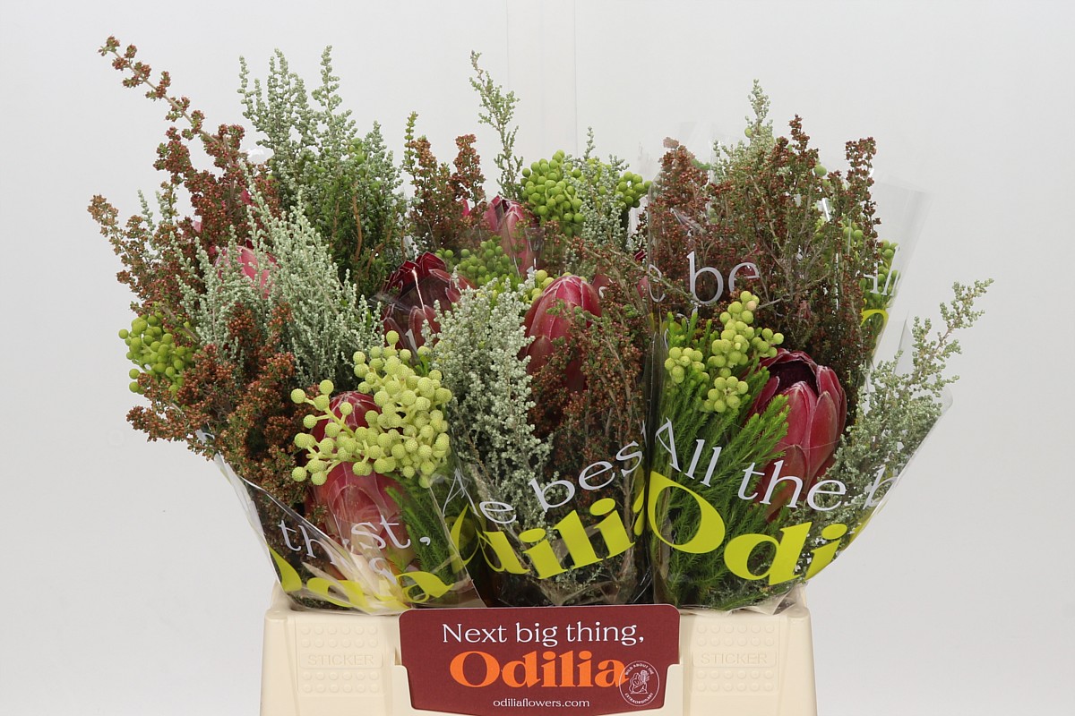 Protea Bouquet Per Bunch 40cm
